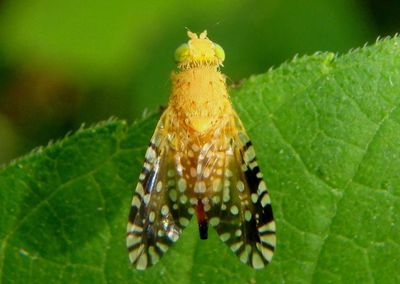 Euaresta festiva; Fruit Fly species; female