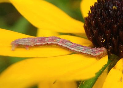 7449-7605 - Eupithecia Geometrid Moth species caterpillar