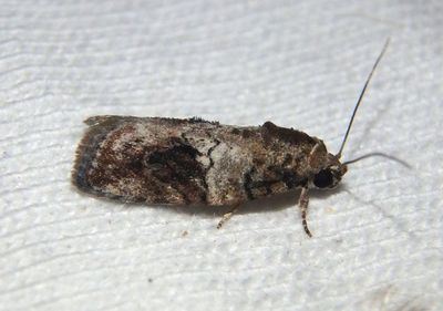 8974 - Garella nilotica; Black-olive Caterpillar Moth; exotic
