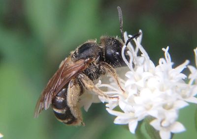 Halictus ligatus; Ligated Furrow Bee