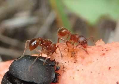 Myrmica americana; Ant species