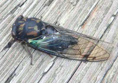 Neotibicen lyricen; Lyric Cicada