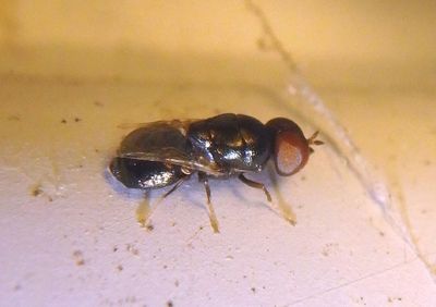 Nemotelus Soldier Fly species; male