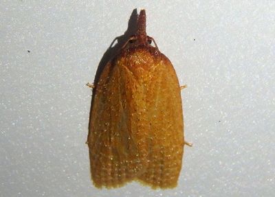 3704 - Sparganothis distincta; Tortricid Moth species