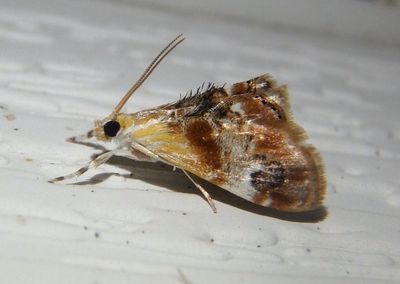 4889 - Dicymolomia julianalis; Julia's Dicymolomia Moth