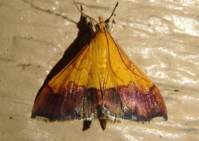 5040 - Pyrausta bicoloralis; Bicolored Pyrausta Moth