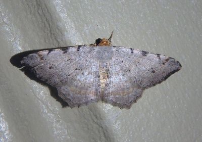 6341 - Macaria bicolorata; Bicolored Angle Moth