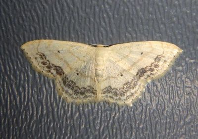 7159 - Scopula limboundata; Large Lace-border
