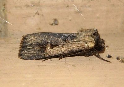 10870 - Dichagyris acclivis; Dart Moth species 