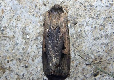 10870 - Dichagyris acclivis; Dart Moth species