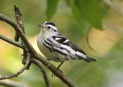 Black-and-White Warbler; female