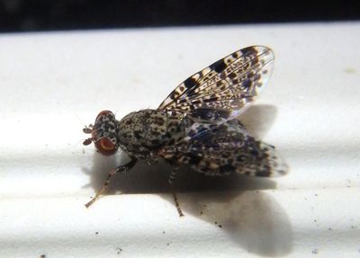 Callopistromyia annulipes; Peacock Fly; female