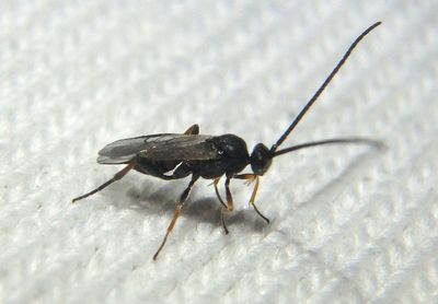 Cheloninae Braconid Wasp species