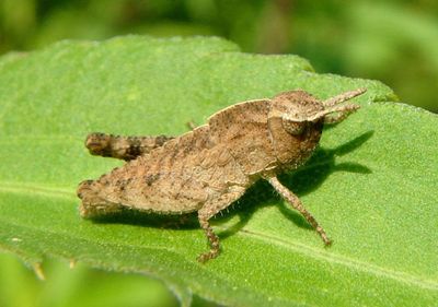 Chortophaga viridifasciata viridifasciata; Northern Green-striped Grasshopper nymph