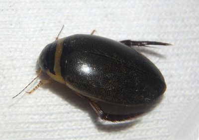 Graphoderus fascicollis; Predaceous Diving Beetle species; female