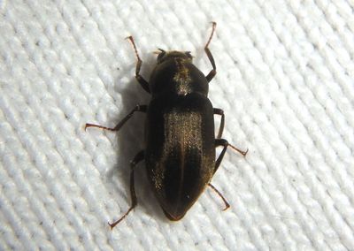 Helichus lithophilus; Long-toed Water Beetle species