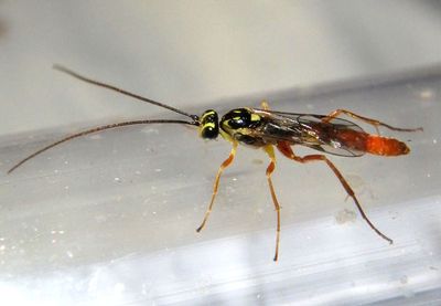 Lissonota rubrica; Ichneumon Wasp species; male