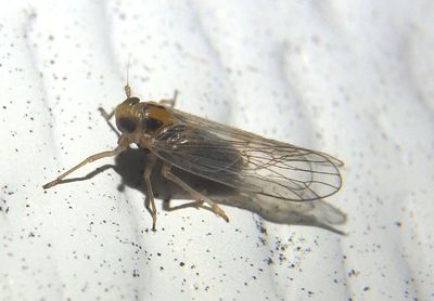 Muirodelphax arvensis; Delphacid Planthopper species; male