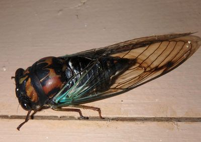 Neotibicen lyricen; Lyric Cicada