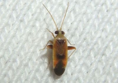 Parthenicus Plant Bug species