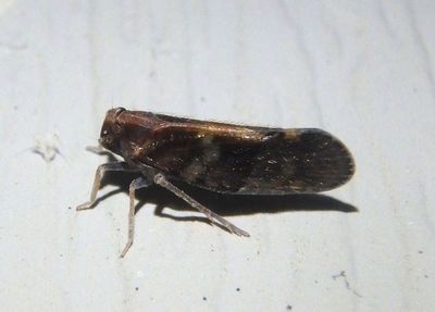 Pintalia vibex; Cixiid Planthopper species