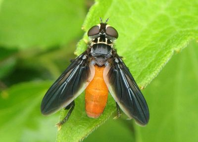 Trichopoda pennipes; Feather-legged Fly species; male