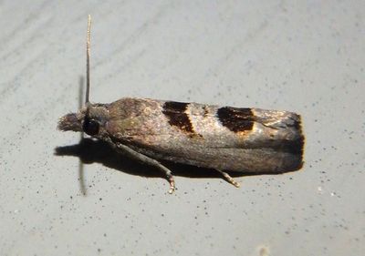 2936 - Eucosma tomonana; Aster-head Eucosma Moth