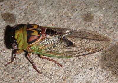 Megatibicen pronotalis; Walker's Cicada