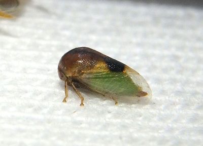 Micrutalis calva; Treehopper species