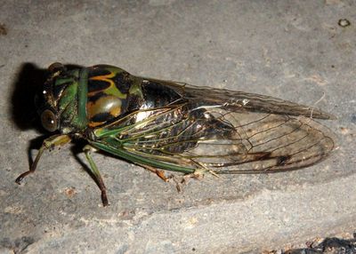 Neotibicen pruinosus; Scissor Grinder