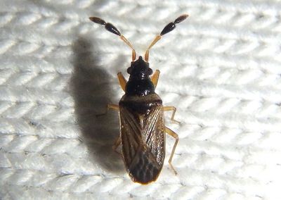 Ptochiomera nodosa; Dirt-colored Seed Bug species