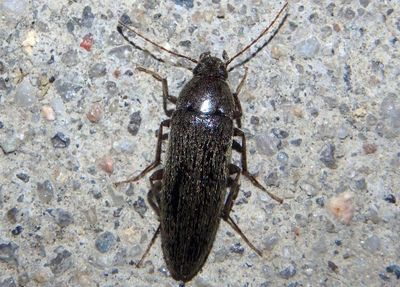 Synchroa punctata; Synchroa Bark Beetle species