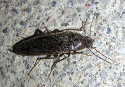Synchroa punctata; Synchroa Bark Beetle species
