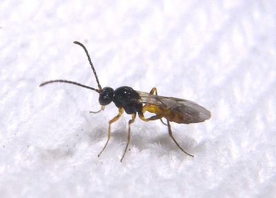 Tersilochinae Ichneumon Wasp species; male