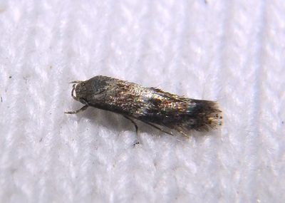 1129 - Elachista illectella; Grass Miner Moth species