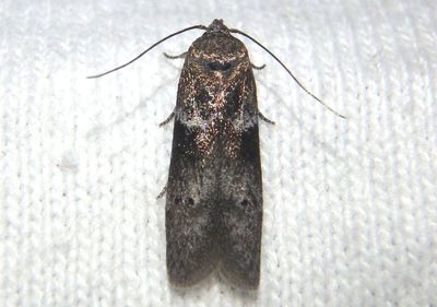 1162 - Blastobasis glandulella; Acorn Moth