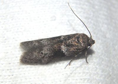 1162 - Blastobasis glandulella; Acorn Moth