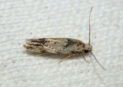 1834 - Sinoe robiniealla; Twirler Moth species