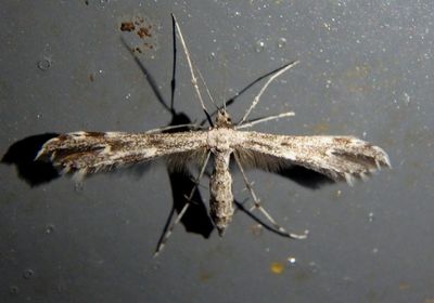 6186 - Hellinsia inquinatus; Plume Moth species