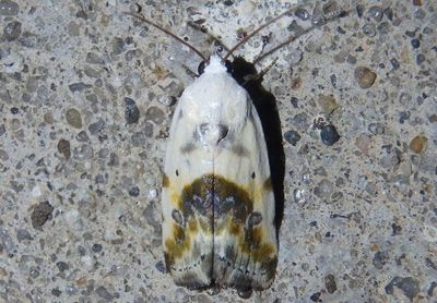 9090 - Ponometia candefacta; Olive-shaded Bird-dropping Moth