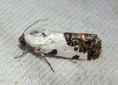 9136 - Tarache aprica; Exposed Bird Dropping Moth 