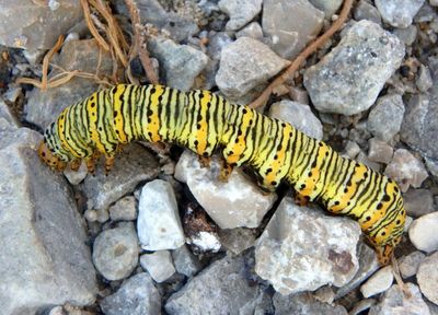 9299 - Eudryas unio; Pearly Wood-nymph caterpillar 