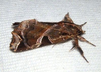 9630 - Callopistria floridensis; Florida Fern Moth