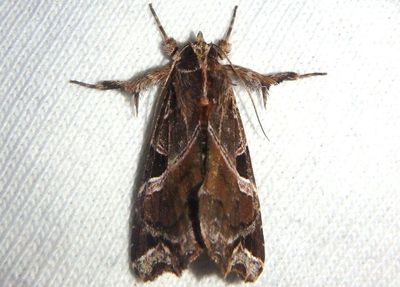 9630 - Callopistria floridensis; Florida Fern Moth 