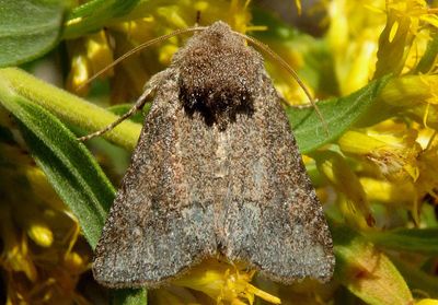 10368 - Lacinipolia meditata; The Thinker Moth