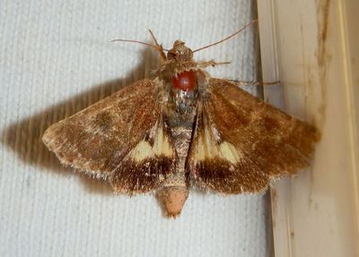 11117 - Schinia lynx; Lynx Flower Moth