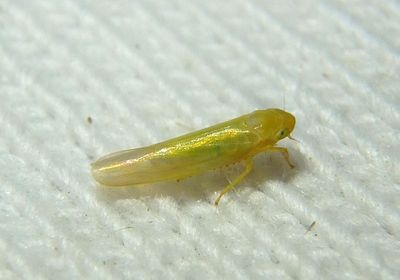 Forcipata Leafhopper species