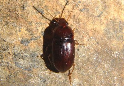 Amara rubrica; Seed-eating Ground Beetle species