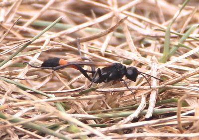 Ammophila pictipennis; Thread-waisted Wasp species