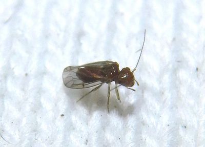 Ectopsocopsis cryptomeriae; Large-winged Psocid